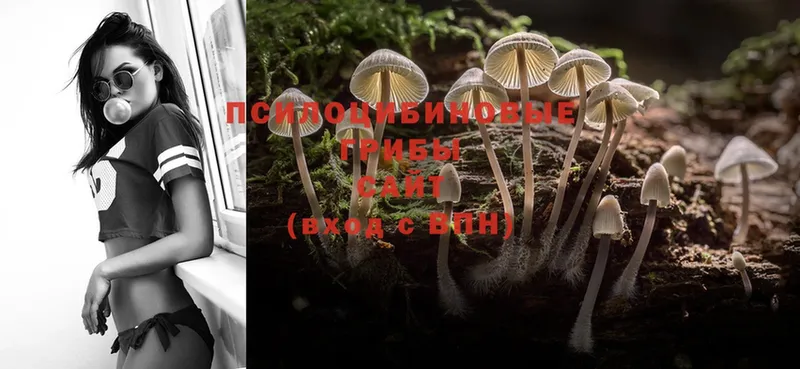 blacksprut зеркало  Тюмень  Галлюциногенные грибы Psilocybe 